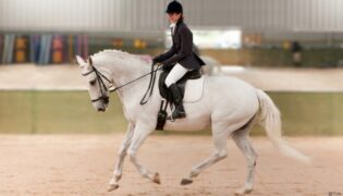 Englisch Reiten: Frau auf Schimmel.