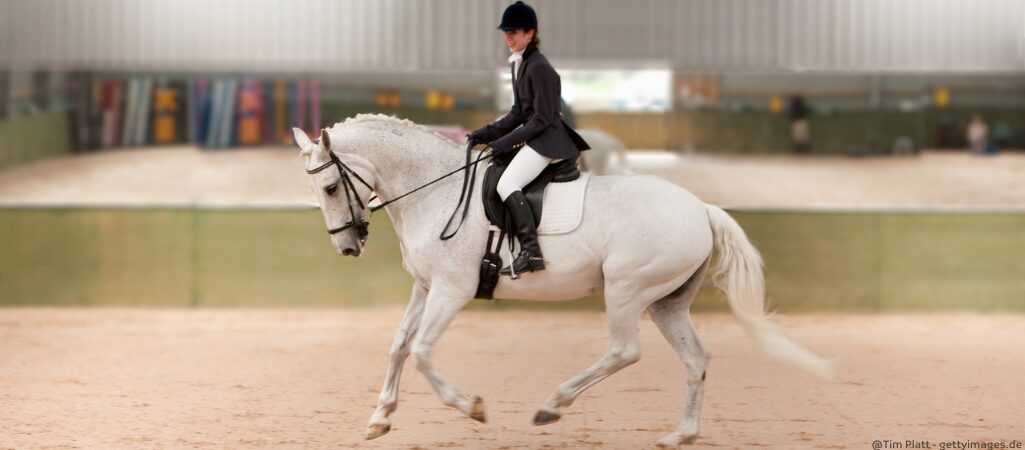 Englisch Reiten: Frau auf Schimmel.