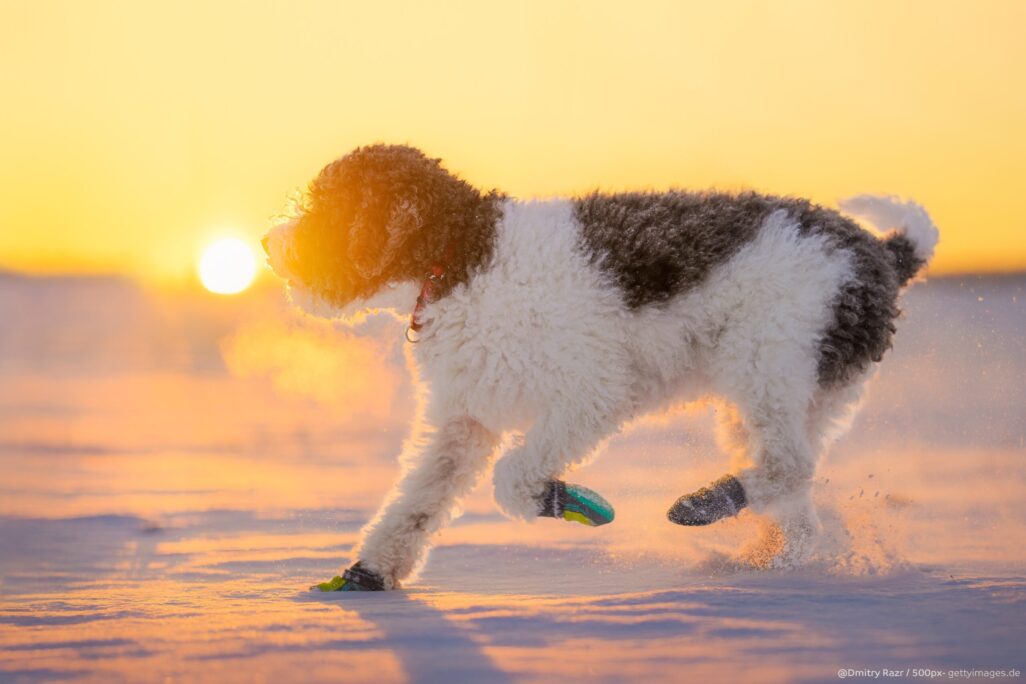 Hund mit lockigem Fell läuft bei Sonnenuntergang durch den Schnee und trägt Hundeschuhe zum Schutz der Pfoten