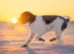 Hund mit lockigem Fell läuft bei Sonnenuntergang durch den Schnee und trägt Hundeschuhe zum Schutz der Pfoten