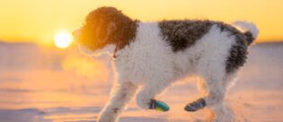Hund mit lockigem Fell läuft bei Sonnenuntergang durch den Schnee und trägt Hundeschuhe zum Schutz der Pfoten