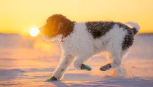 Hund mit lockigem Fell läuft bei Sonnenuntergang durch den Schnee und trägt Hundeschuhe zum Schutz der Pfoten