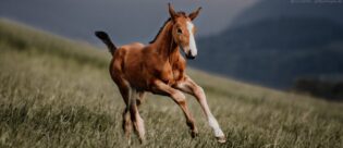 Jungpferd auf einer Wiese.