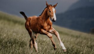 Jungpferd auf einer Wiese.