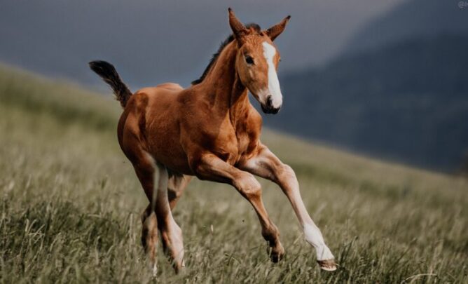 Jungpferd auf einer Wiese.