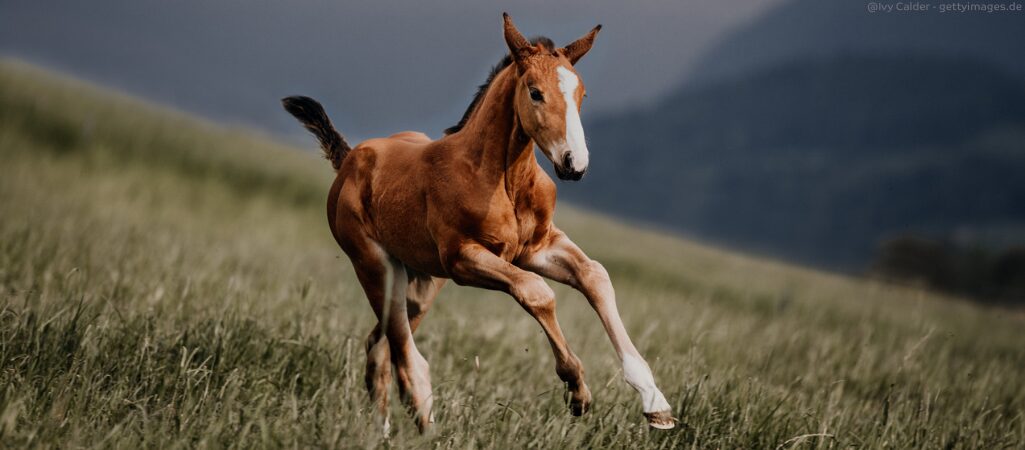 Jungpferd auf einer Wiese.