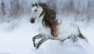 Ein Andalusier mit dichter Mähne im Schnee.