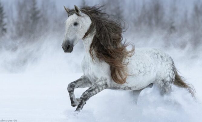 Ein Andalusier mit dichter Mähne im Schnee.