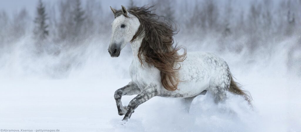 Ein Andalusier mit dichter Mähne im Schnee.