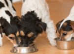 Hunde beim Fressen aus einem Napf. Herrscht hier Futterneid?