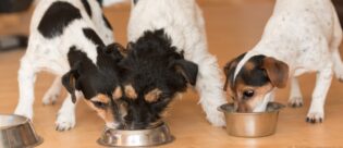 Hunde beim Fressen aus einem Napf. Herrscht hier Futterneid?