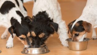 Hunde beim Fressen aus einem Napf. Herrscht hier Futterneid?