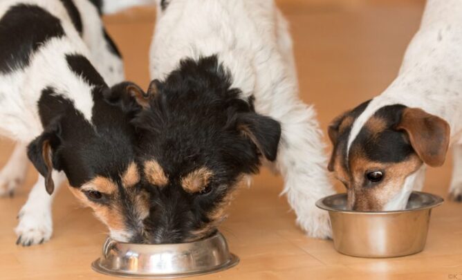 Hunde beim Fressen aus einem Napf. Herrscht hier Futterneid?