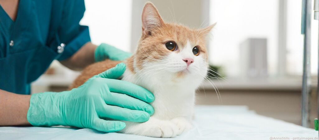 Katze beim Arzt.