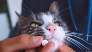 Einer Katze wird eine Tablette verabreicht.