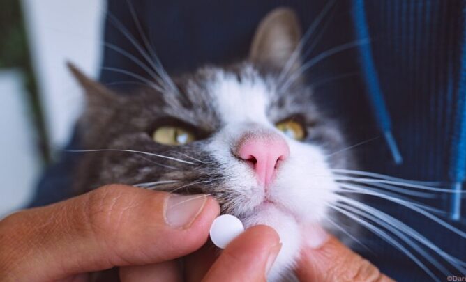 Einer Katze wird eine Tablette verabreicht.