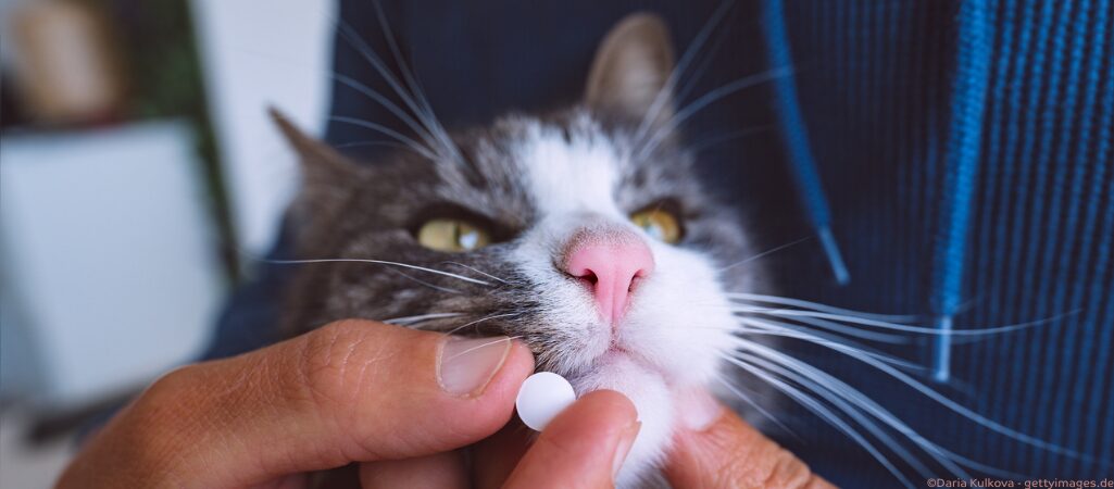Einer Katze wird eine Tablette verabreicht.