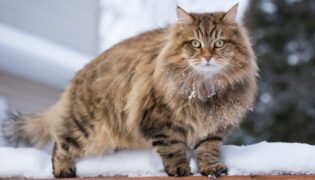 Sibirische Katze im Schnee.
