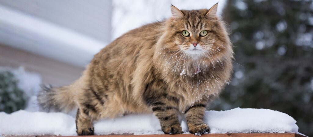Sibirische Katze im Schnee.