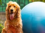 Hund mit Gymnastikball.