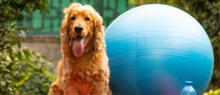 Hund mit Gymnastikball.