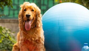 Hund mit Gymnastikball.