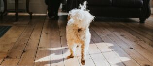 Hund von hinten. Hat er Würmer?