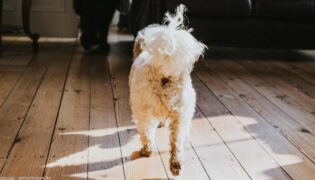 Hund von hinten. Hat er Würmer?