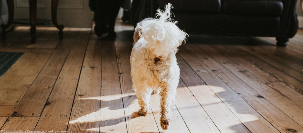 Hund von hinten. Hat er Würmer?