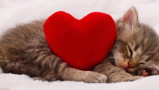 Kätzchen mit einem Kissen in Herzform.