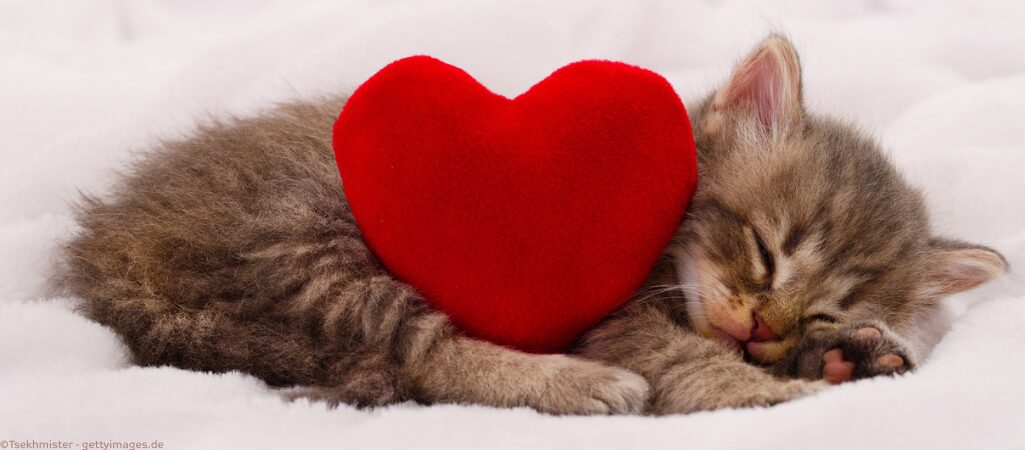 Kätzchen mit einem Kissen in Herzform.