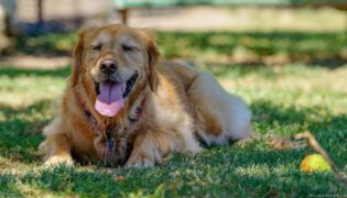 Hund hechelt im Schatten auf einer Wiese.