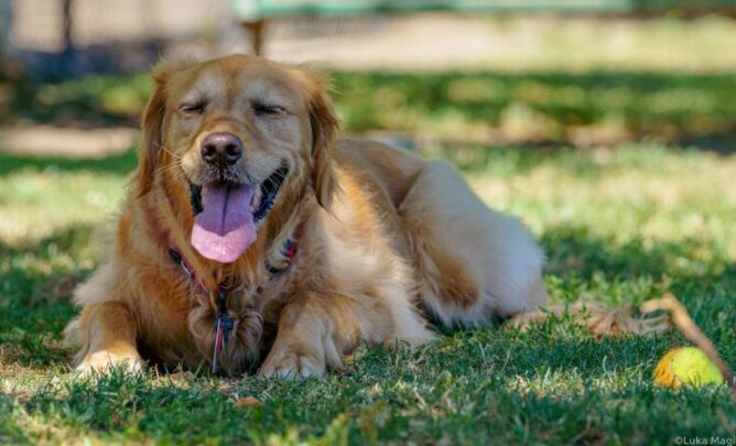 Hund hechelt im Schatten auf einer Wiese.