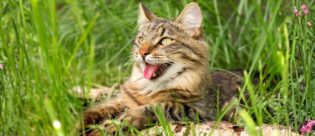 Katze hechelt in der Sonne.