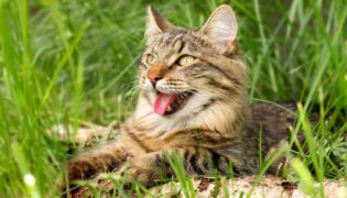 Katze hechelt in der Sonne.