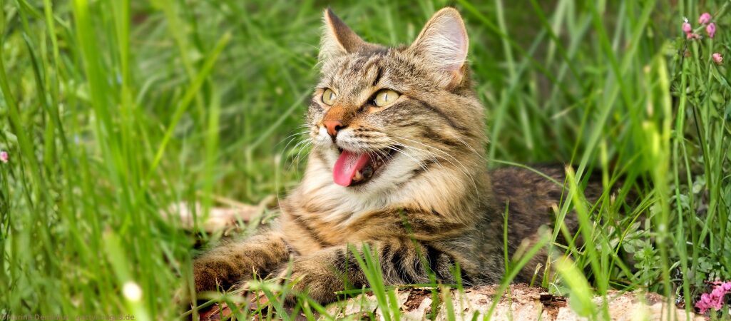 Katze hechelt in der Sonne.