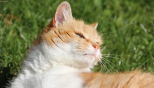 Katze liegt erschöpft im Gras.