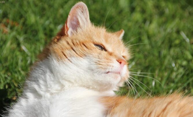 Katze liegt erschöpft im Gras.
