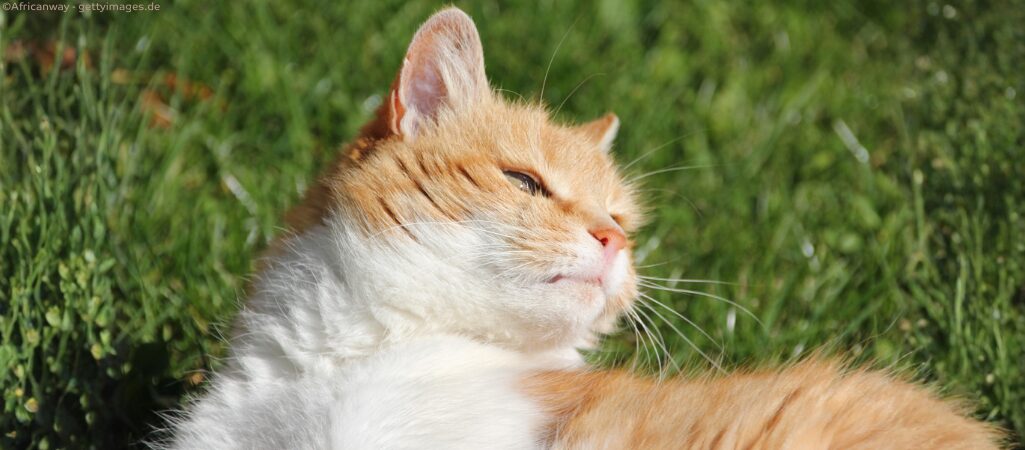 Katze liegt erschöpft im Gras.