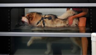 Hund auf Laufband während einer Hydrotherapie.