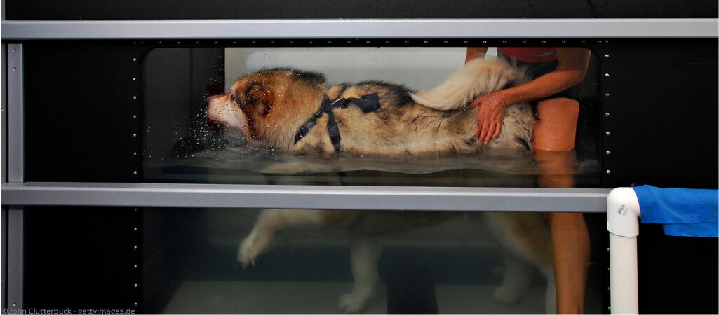 Hund auf Laufband während einer Hydrotherapie.