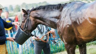 Pferd schwitzt stark.