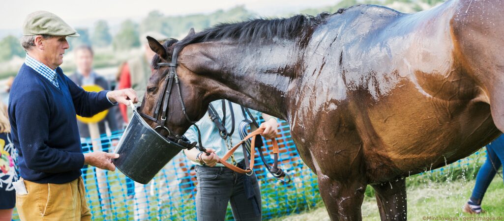 Pferd schwitzt stark.