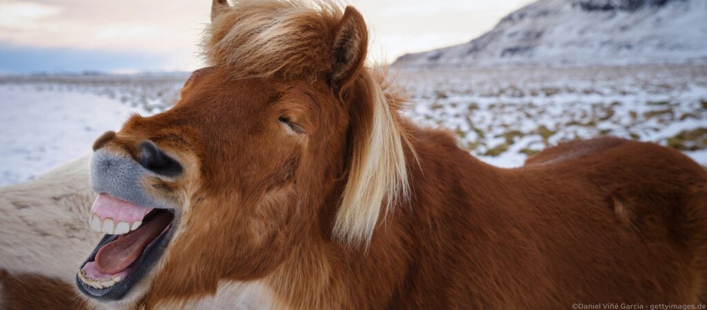 Ein Pferd lacht.