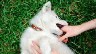 Welpe knabbert an einer Hand. Es ist ein Liebesbiss.