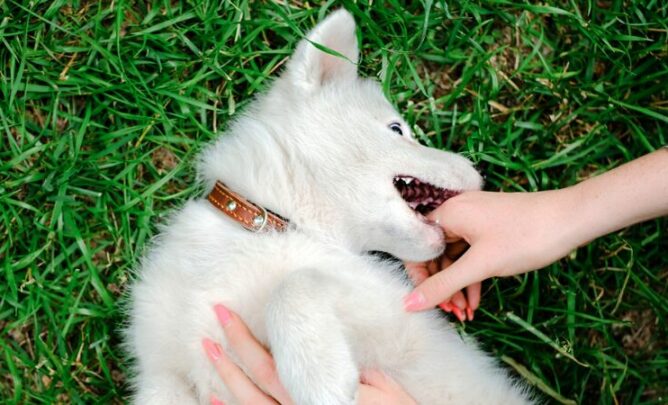 Welpe knabbert an einer Hand. Es ist ein Liebesbiss.