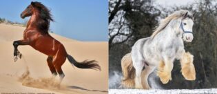 Vollbutaraber und Irisches Draught Horse Fohlen.