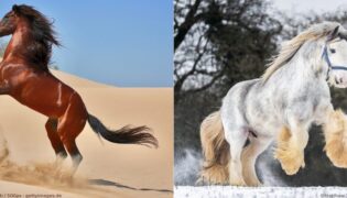 Vollbutaraber und Irisches Draught Horse Fohlen.