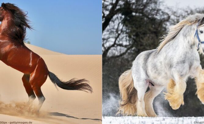 Vollbutaraber und Irisches Draught Horse Fohlen.