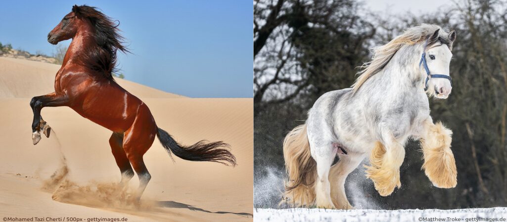 Vollbutaraber und Irisches Draught Horse Fohlen.